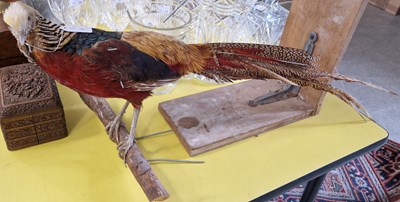 Lot 473 - A taxidermy of a golden pheasant mounted on a...