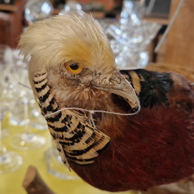 Lot 473 - A taxidermy of a golden pheasant mounted on a...