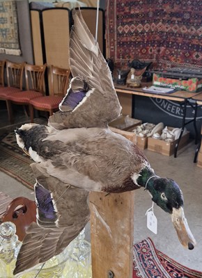 Lot 472 - A taxidermy of a duck mounted on an L-shaped...