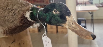 Lot 472 - A taxidermy of a duck mounted on an L-shaped...
