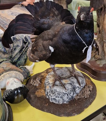 Lot 474 - A taxidermy of a black grouse.