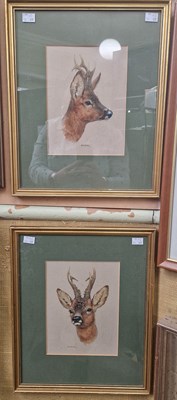 Lot 639 - Brian Rowling (b.1931) Two Roe Deer studies...