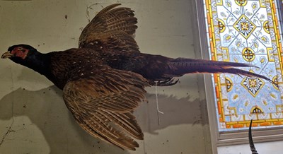 Lot 670 - A taxidermy of a pheasant mounted to an oval...