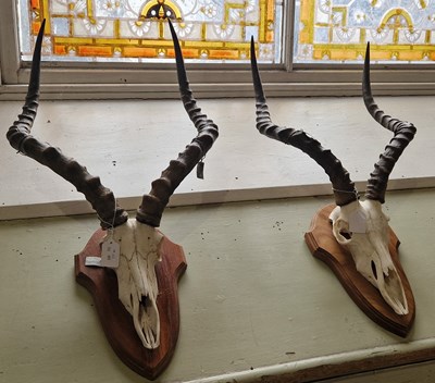 Lot 666 - A pair of Impala skulls and horns mounted to...