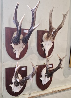 Lot 667 - A group of four assorted roe deer horns and...