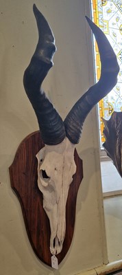 Lot 668 - A Red Cape Hartebeest horns and skull mounted...