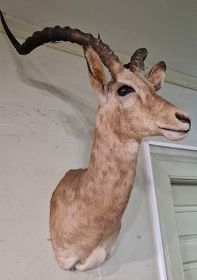 Lot 858 - Taxidermy interest - an Antelope head and...