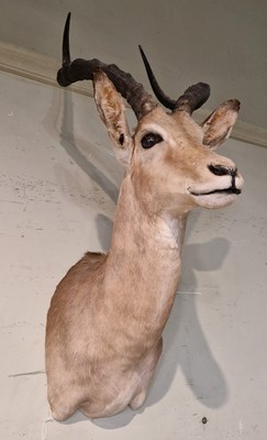 Lot 857 - Taxidermy interest - an Antelope head and...