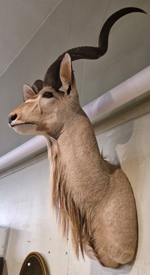 Lot 856 - Taxidermy interest - a large Kudu head and...