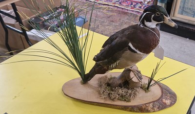 Lot 553 - A Taxidermy of a duck mounted to a wood base.