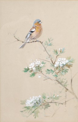 Lot 248 - Roland Green (1890-1972) Chaffinch watercolour,...