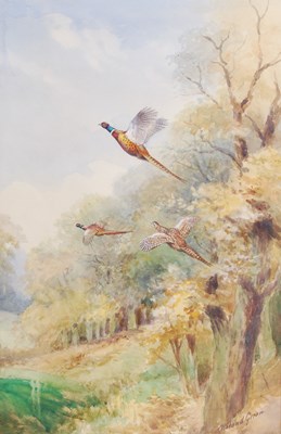 Lot 259 - Roland Green (1890-1972) Pheasants taking...