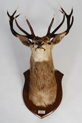 Lot 189 - An early 20th century Stags head...