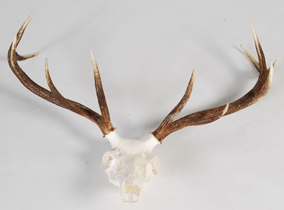 Lot 187 - A stag horn skull mount trophy, with eleven...