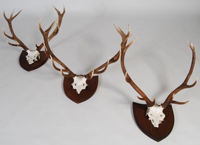 Lot 186 - Three Stag horn half-skull trophies, each...