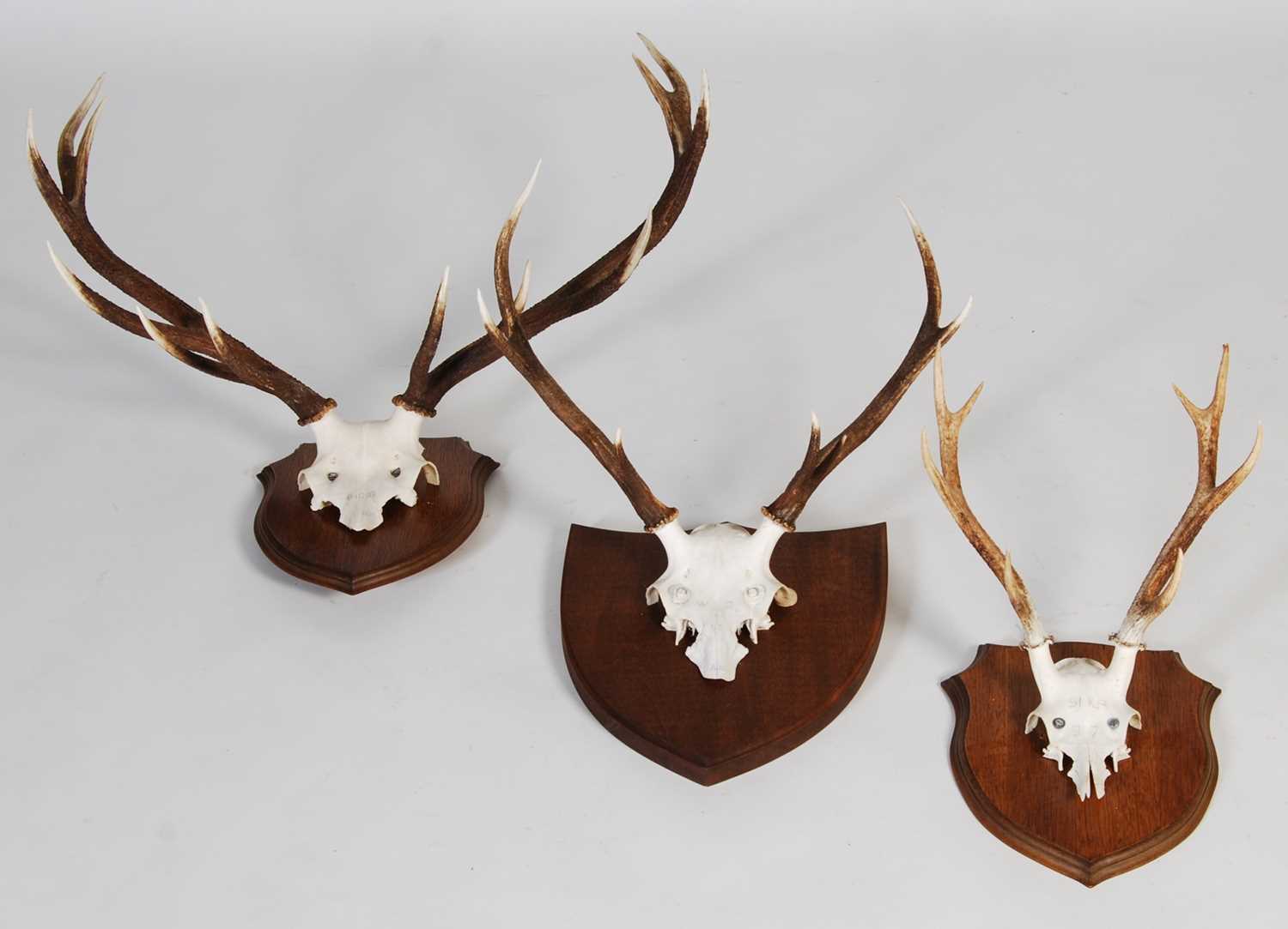 Lot 185 - Three Stag horn trophy half-skull mounts, each...
