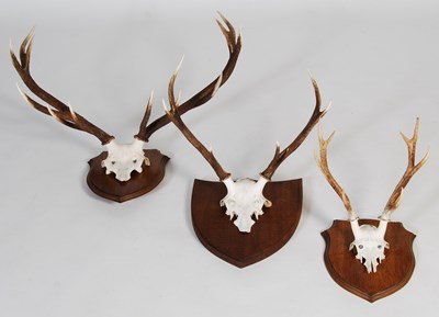 Lot 185 - Three Stag horn trophy half-skull mounts, each...