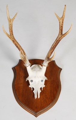 Lot 185 - Three Stag horn trophy half-skull mounts, each...