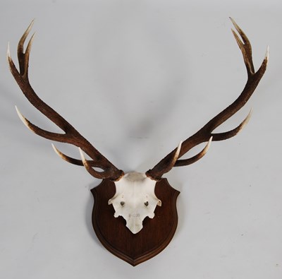 Lot 185 - Three Stag horn trophy half-skull mounts, each...