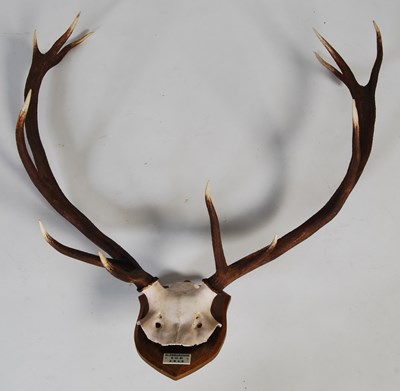 Lot 188 - Two Stag horn half-skull trophies, both twelve...