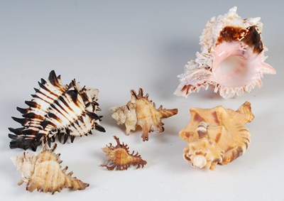 Lot 160 - An interesting collection of assorted shell...