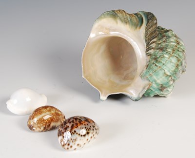 Lot 161 - An interesting collection of assorted shell...