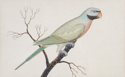 Lot 255 - 19th century Indian School 
Green parakeet...