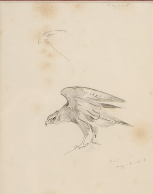 Lot 239 - Archibald Thorburn (1860-1935) Buzzard, a...