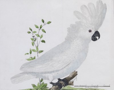 Lot 216 - François-Nicolas Martinet (1731-1800) Kakatoes,...
