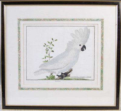 Lot 216 - François-Nicolas Martinet (1731-1800) Kakatoes,...