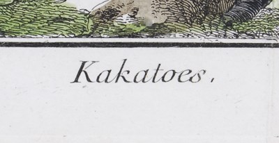 Lot 216 - François-Nicolas Martinet (1731-1800) Kakatoes,...