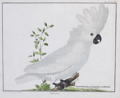 Lot 216 - François-Nicolas Martinet (1731-1800) Kakatoes,...