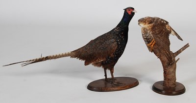 Lot 153 - A taxidermy hawk, mounted on branch and...