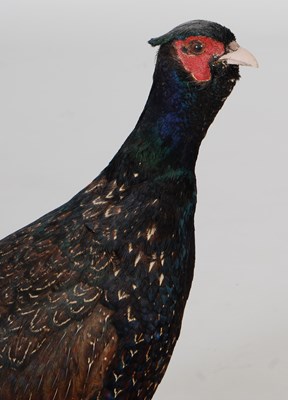 Lot 153 - A taxidermy hawk, mounted on branch and...