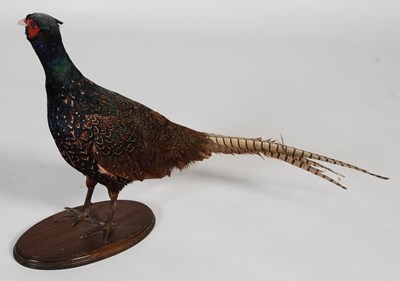 Lot 153 - A taxidermy hawk, mounted on branch and...