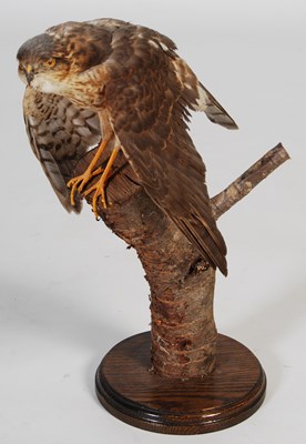Lot 153 - A taxidermy hawk, mounted on branch and...