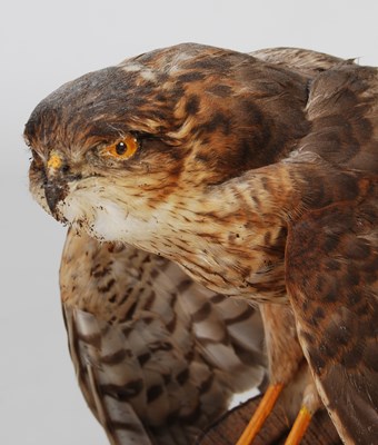 Lot 153 - A taxidermy hawk, mounted on branch and...