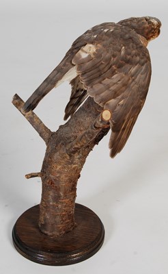 Lot 153 - A taxidermy hawk, mounted on branch and...
