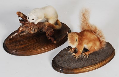 Lot 154 - A taxidermy white stoat, mounted on oak oval...