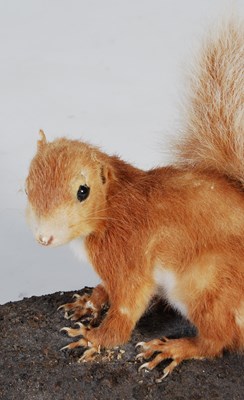Lot 154 - A taxidermy white stoat, mounted on oak oval...