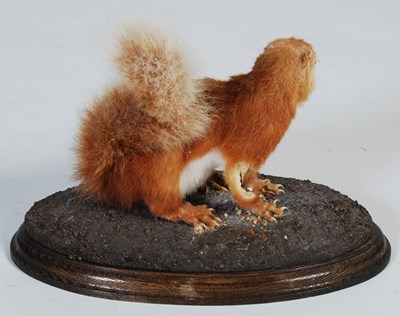Lot 154 - A taxidermy white stoat, mounted on oak oval...