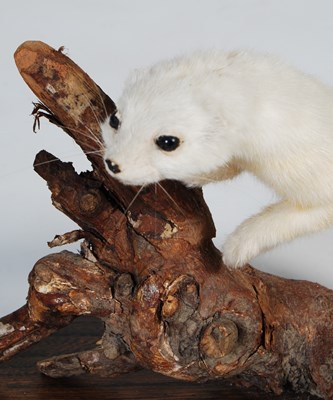 Lot 154 - A taxidermy white stoat, mounted on oak oval...