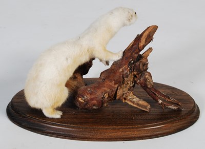 Lot 154 - A taxidermy white stoat, mounted on oak oval...
