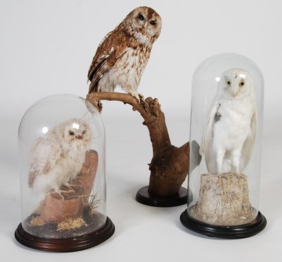 Lot 156 - Three taxidermy owls, to include a tawny owl...