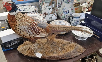 Lot 479 - Taxidermy cock pheasant on naturalistic oval...