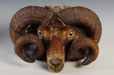 Lot 500 - A taxidermy ram's head with inlaid glass eyes,...