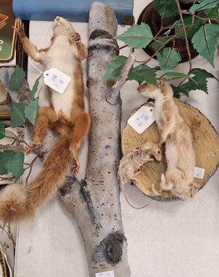 Lot 514 - Taxidermy red squirrel on faux branch, and...