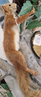 Lot 514 - Taxidermy red squirrel on faux branch, and...