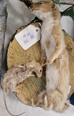 Lot 514 - Taxidermy red squirrel on faux branch, and...