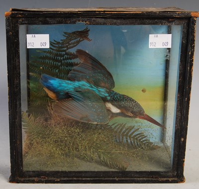 Lot 377 - Late 19th/early 20th century taxidermy...